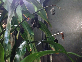 Фото Длинноязыкий листонос