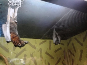 Смотреть фото Гигантская летучая лисица Фото Гигантская летучая лисица