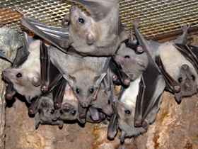 Фото Нильский крылан