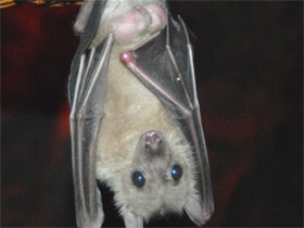 Фото Нильский крылан