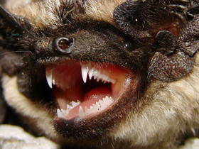 Смотреть фото Двухцветный кожан Фото Двухцветный кожан