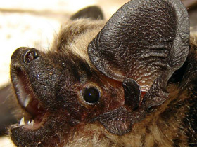 Смотреть фото Вампиры вокруг нас Фото Вампиры вокруг нас