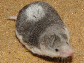 Смотреть фото Пегий путорак Фото Пегий путорак