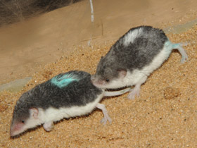 Смотреть фото Пегий путорак Фото Пегий путорак