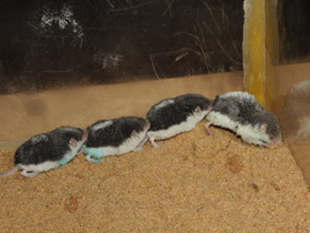 Смотреть фото Пегий путорак Фото Пегий путорак