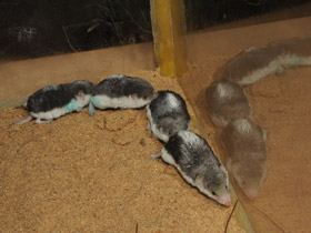 Смотреть фото Пегий путорак Фото Пегий путорак