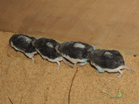 Смотреть фото Пегий путорак Фото Пегий путорак