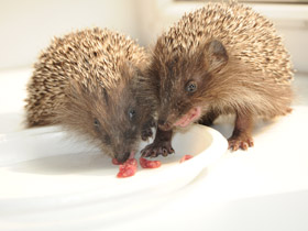 Смотреть фото Белогрудый ёж Фото Белогрудый ёж