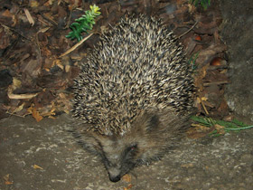 Фото Потешки о животных для малышей