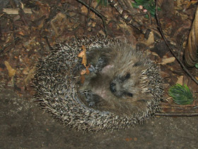 Фото Обыкновенный ёж