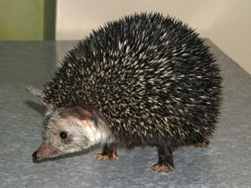 Длинноиглый ёж Длинноиглый ёж
