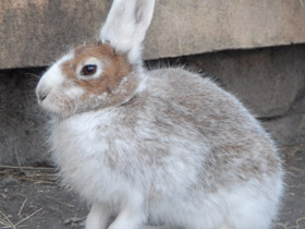 Фото Заяц-русак