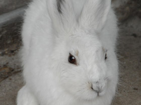 Смотреть фото Беглецы Фото Беглецы