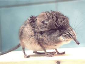 Фото Короткоухий слоновый прыгунчик