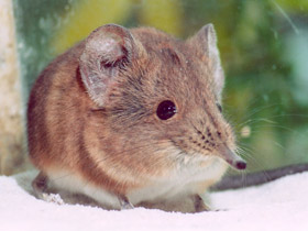 Фото Короткоухий слоновый прыгунчик