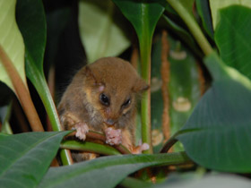 Фото Карликовый летучий кускус