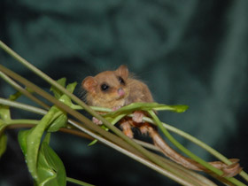 Фото Карликовый летучий кускус