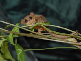 Фото Карликовый летучий кускус