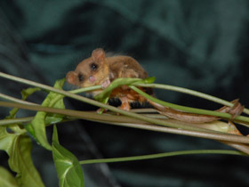 Фото Карликовый летучий кускус