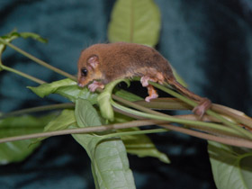 Фото Карликовый летучий кускус