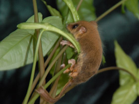 Фото Карликовый летучий кускус