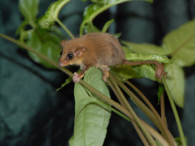 Фото Карликовый летучий кускус