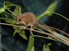 Фото Карликовый летучий кускус