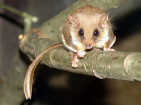 Фото Карликовый летучий кускус