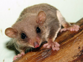 Фото Карликовый летучий кускус