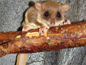 Фото Карликовый летучий кускус