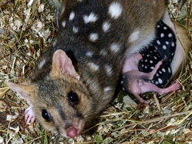 Фото Крапчатая сумчатая куница