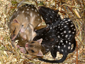 Фото Крапчатая сумчатая куница