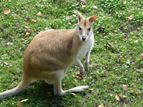 Фото Прыткий валлаби