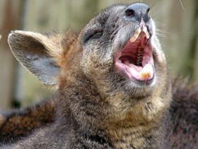 Болотный валлаби Болотный валлаби