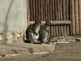 Фото Рыже-серый валлаби
