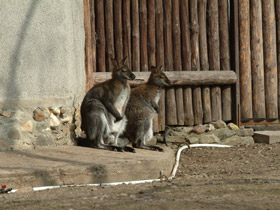 Фото Рыже-серый валлаби