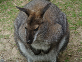Фото Рыже-серый валлаби