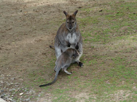 Фото Рыже-серый валлаби