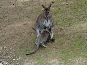 Фото Рыже-серый валлаби