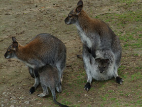 Фото Рыже-серый валлаби