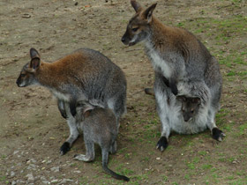 Фото Рыже-серый валлаби