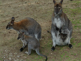 Фото Рыже-серый валлаби
