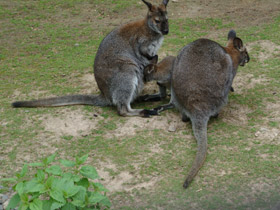 Фото Рыже-серый валлаби