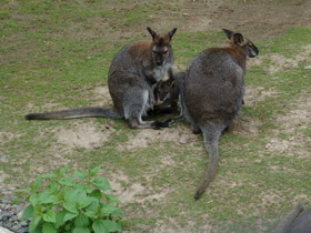 Фото Рыже-серый валлаби
