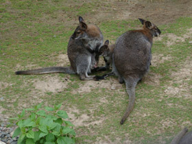 Фото Рыже-серый валлаби
