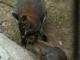 Фото Рыже-серый валлаби