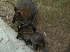 Фото Рыже-серый валлаби