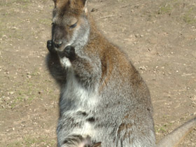 Большой рыжий кенгуру Большой рыжий кенгуру