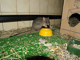 Фото Карликовый кенгуру