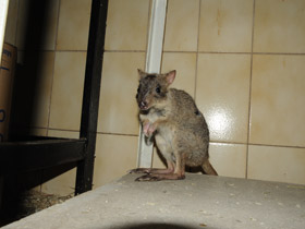 Фото Карликовый кенгуру